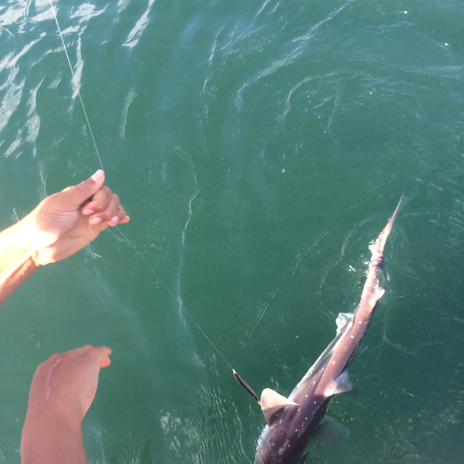 recently logged catches
