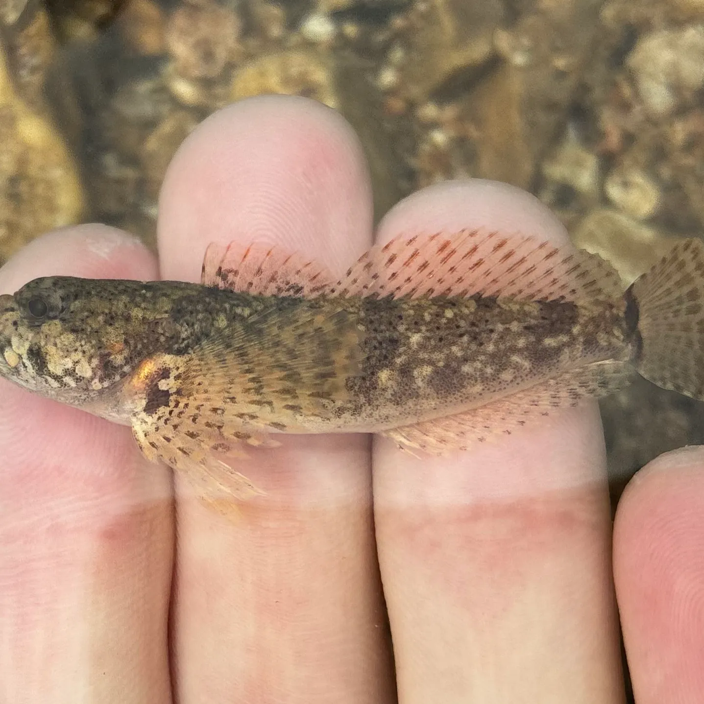 The most recent Mottled sculpin catches on Fishbrain