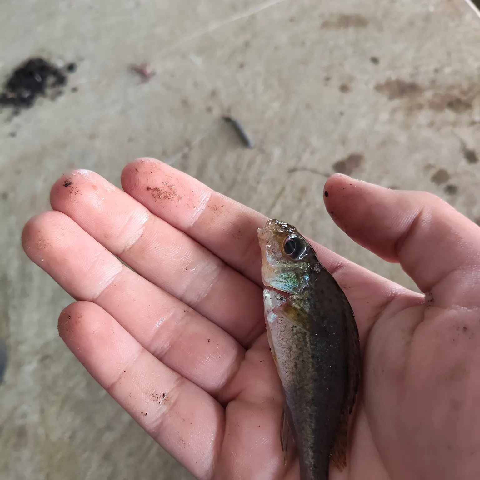 The most recent Eurasian ruffe catches on Fishbrain