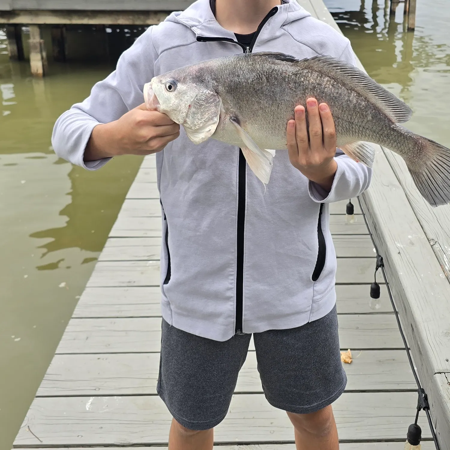 The most recent Freshwater drum catches on Fishbrain