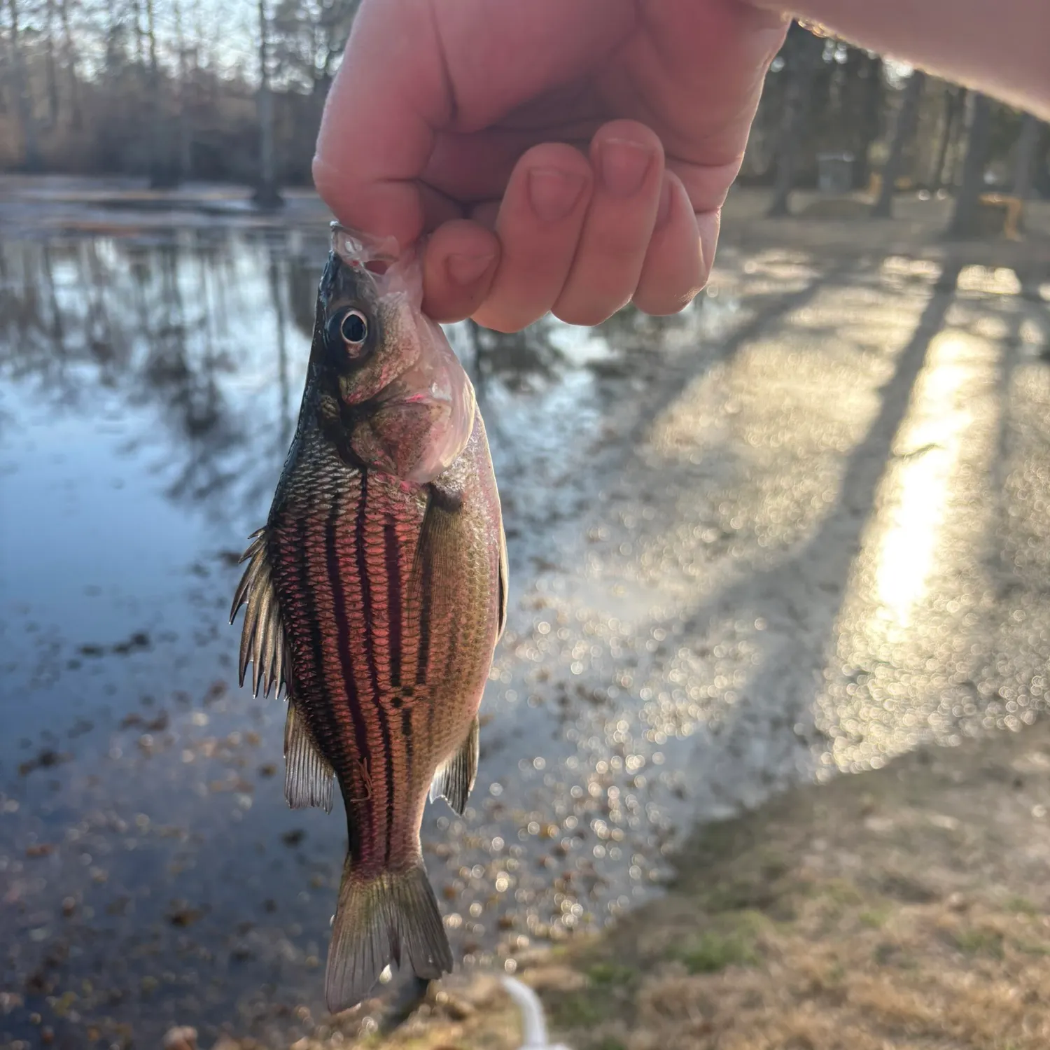 The most recent Yellow bass catches on Fishbrain