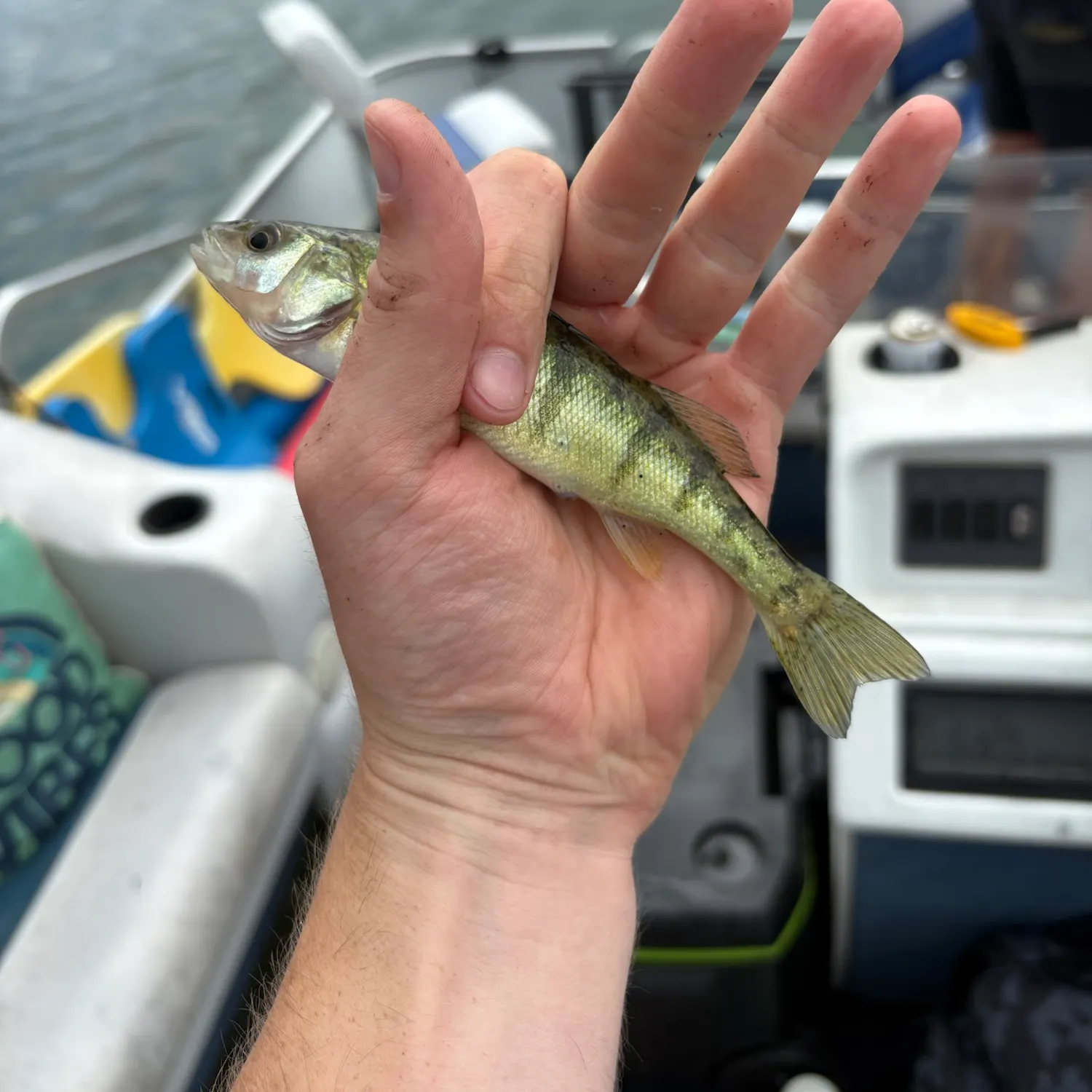 Yellow perch caught on Fishbrain