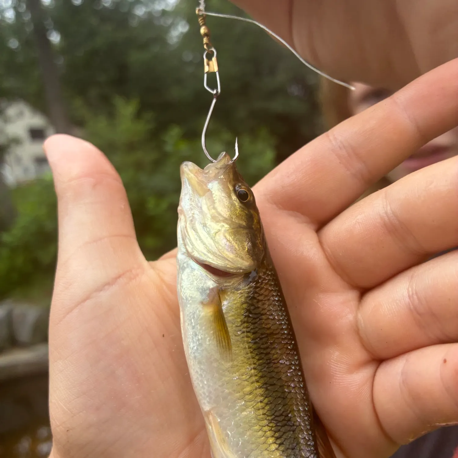 Fish caught on Fishbrain