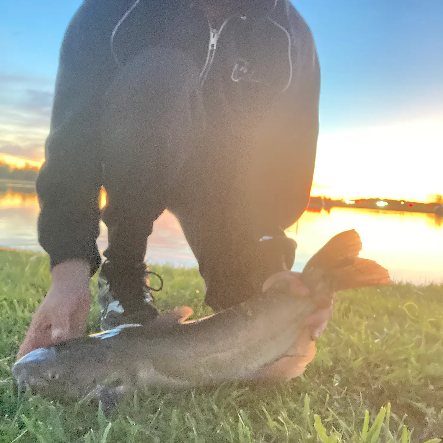 Channel catfish caught on Fishbrain