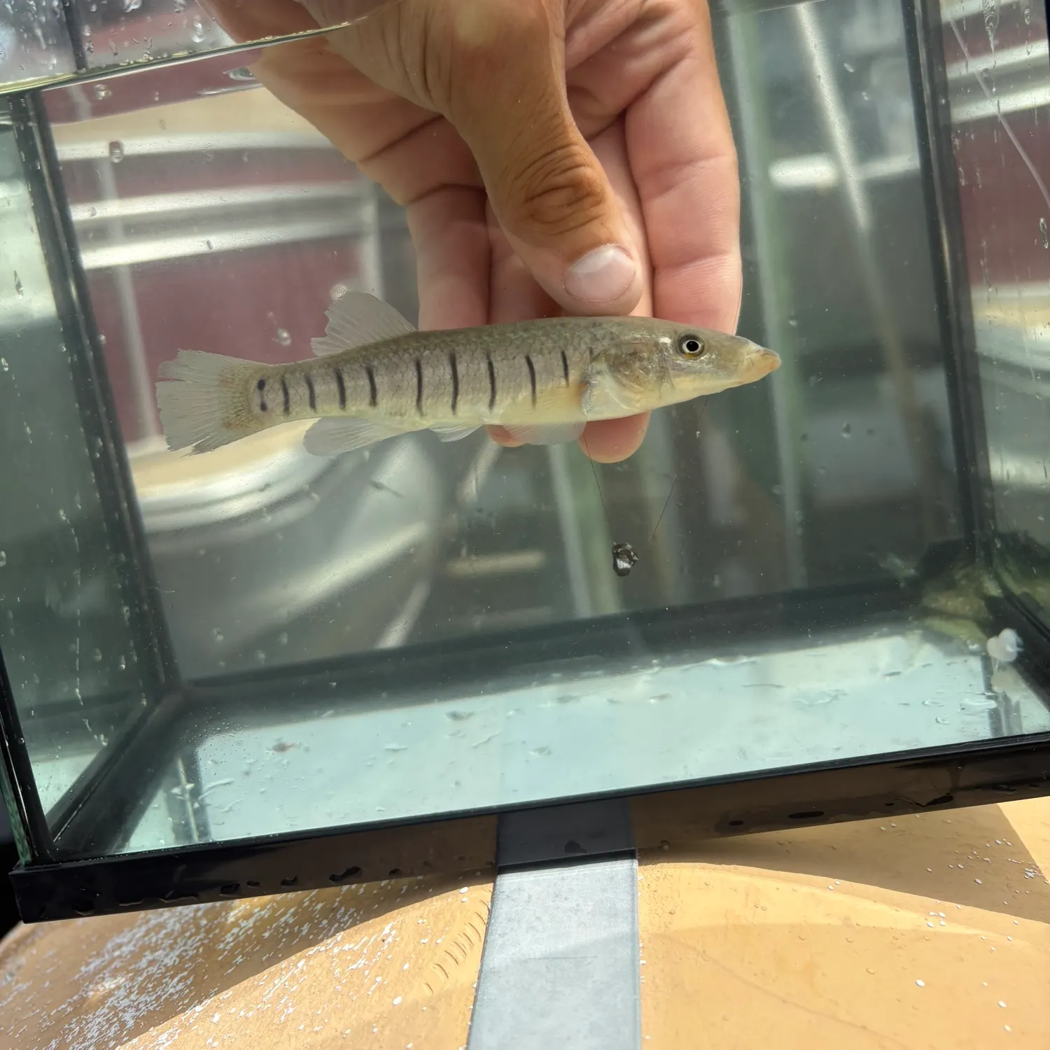 The most recent Longnose killifish catches on Fishbrain