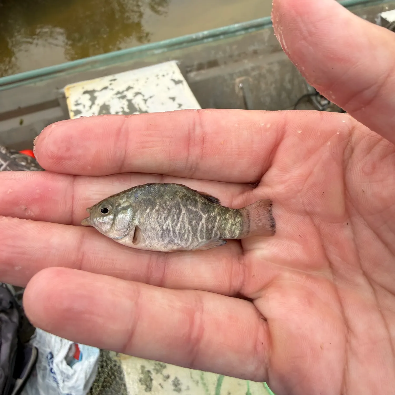 The most recent Sheepshead minnow catches on Fishbrain