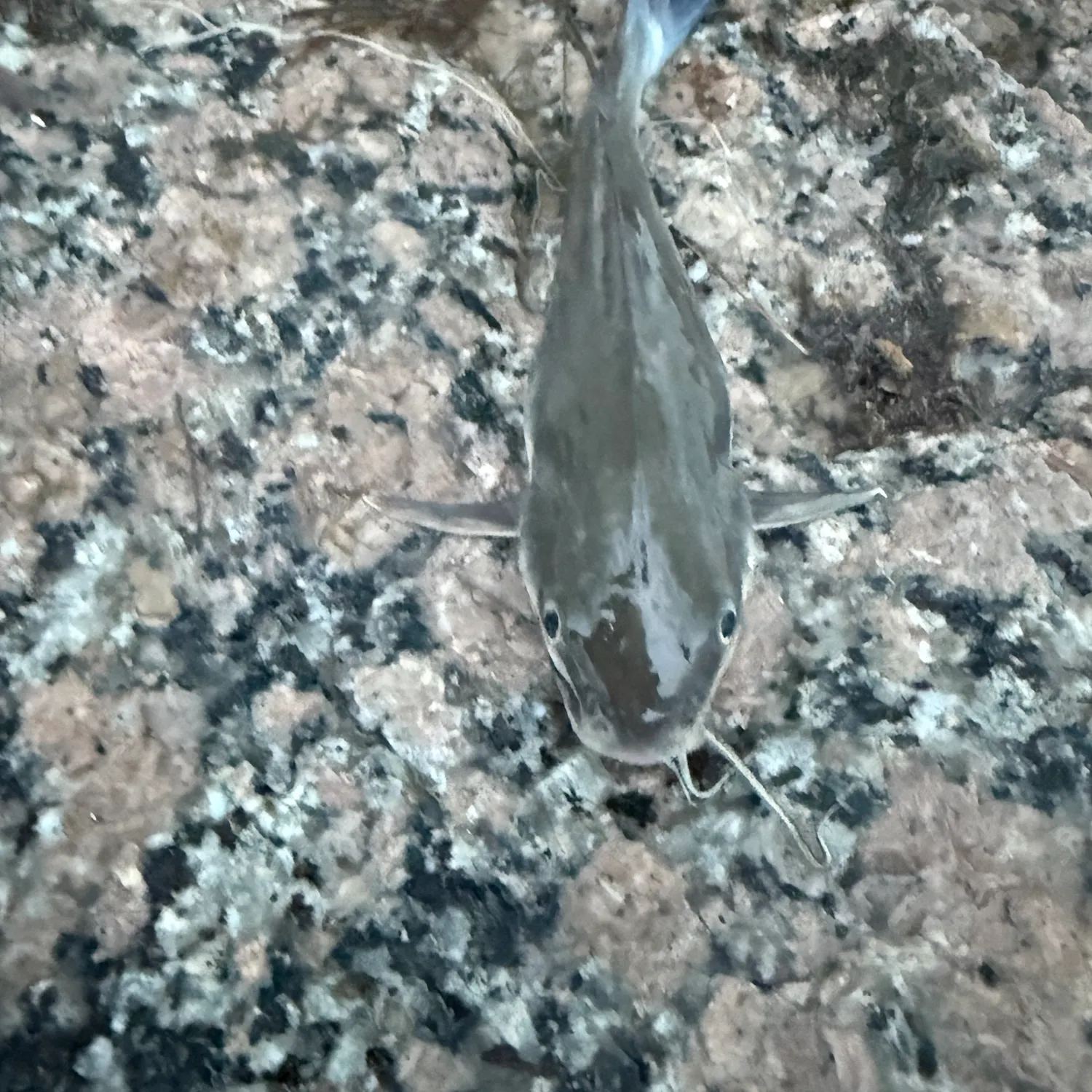 Hardhead sea catfish caught on Fishbrain