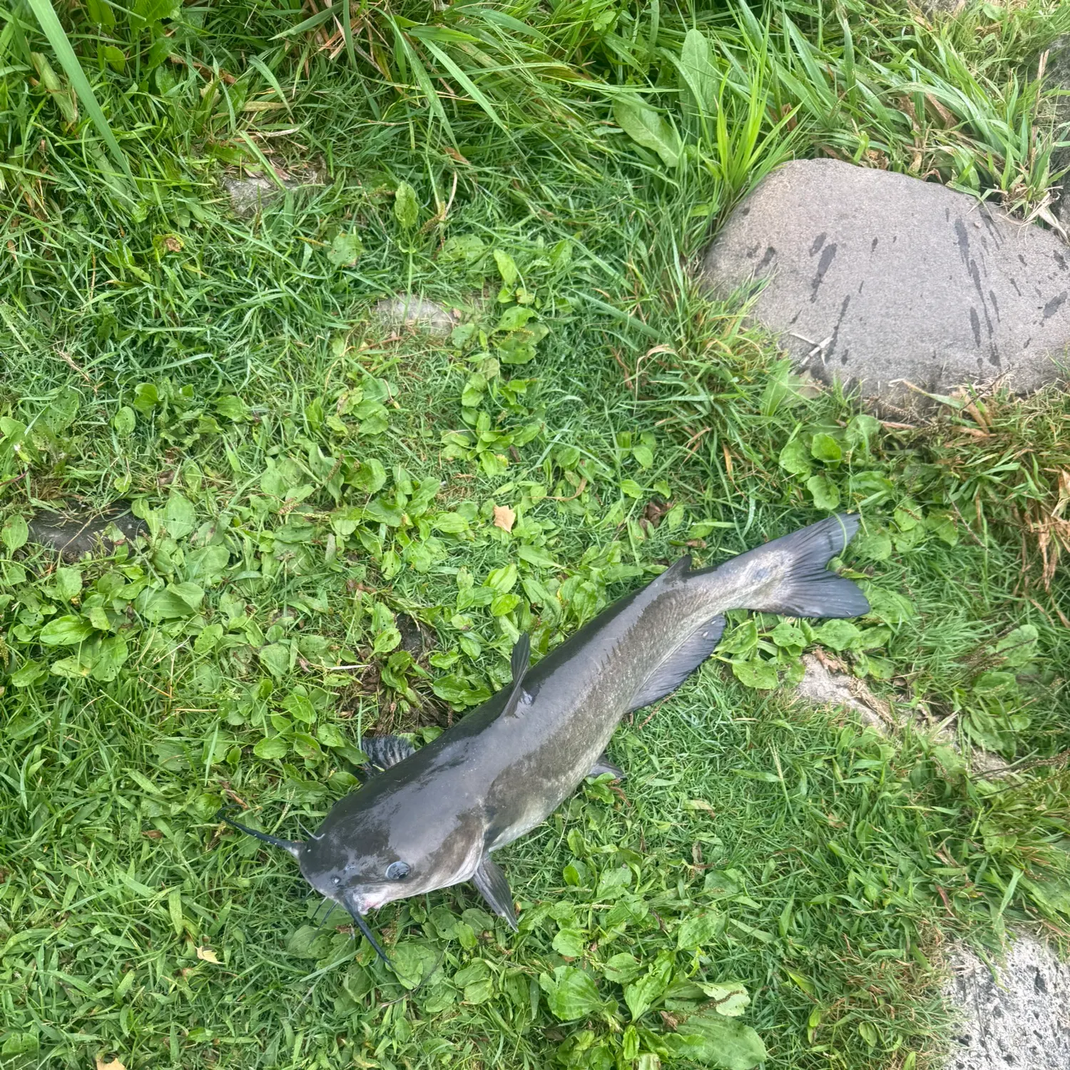 Channel catfish caught on Fishbrain