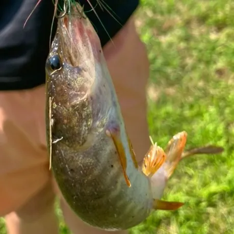 Redfin pickerel caught on Fishbrain