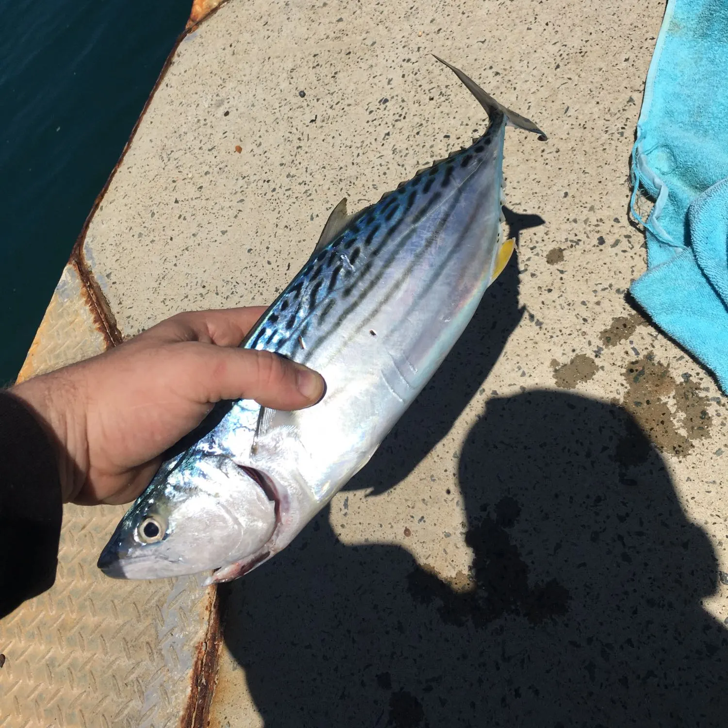 angler catch