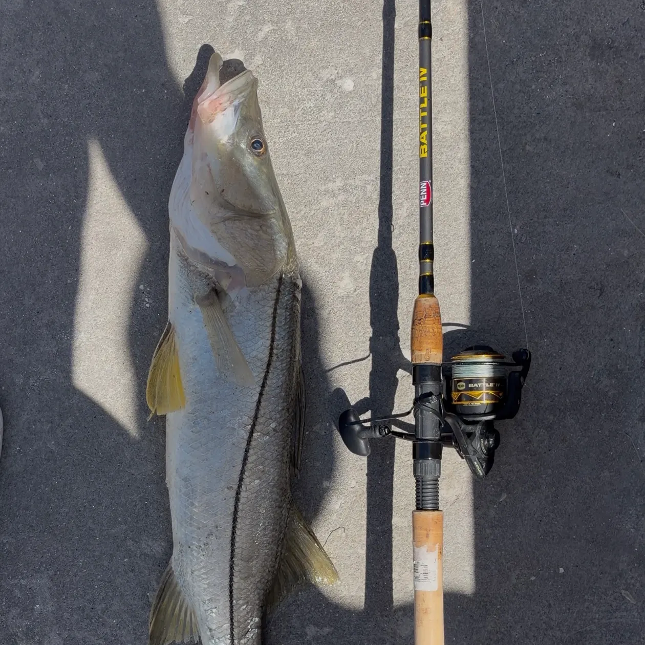 The most recent Common snook catches on Fishbrain