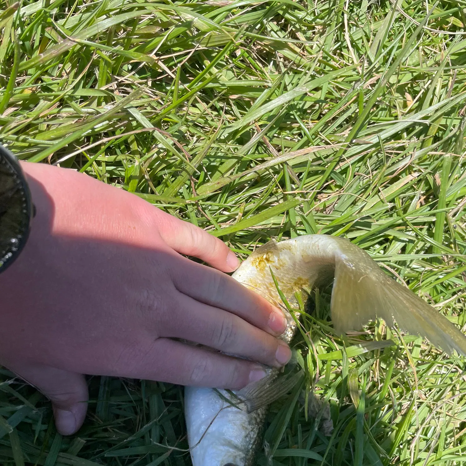 The most recent Yellow-eye mullet catches on Fishbrain