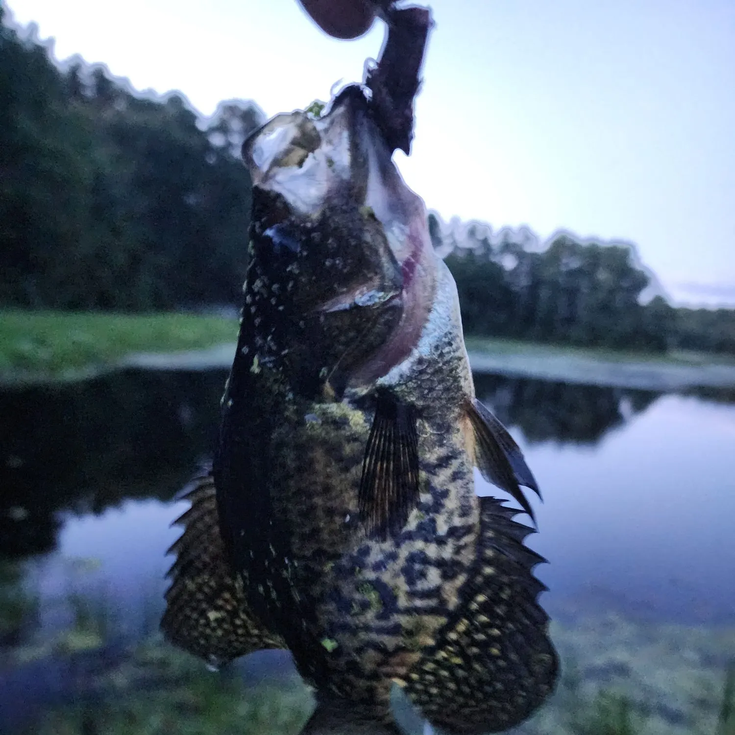 Black crappie caught on Fishbrain