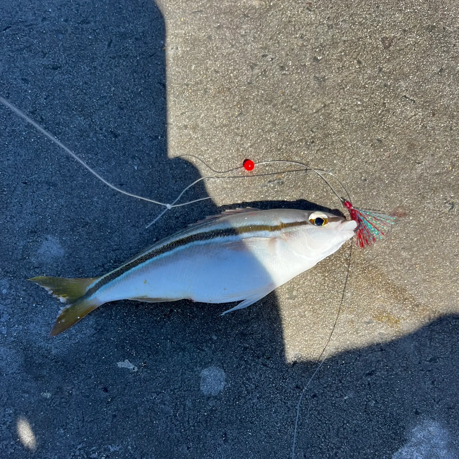 The most recent Striped whiptail catches on Fishbrain