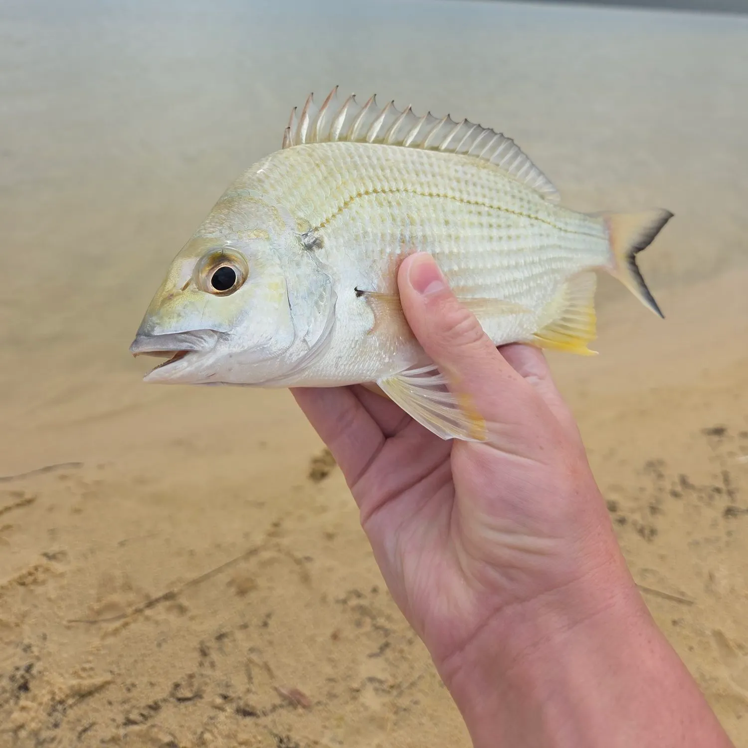 The most recent Surf bream catches on Fishbrain