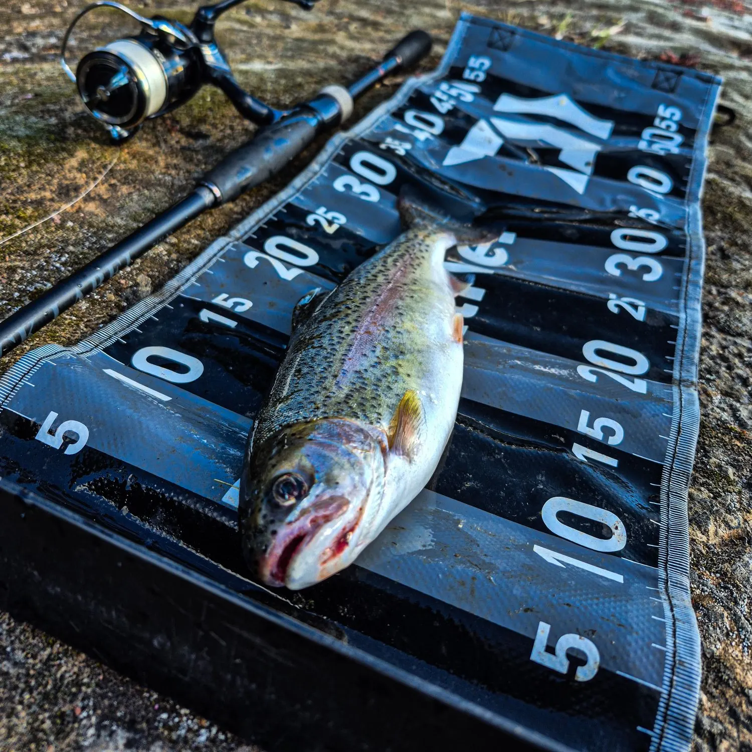 Rainbow trout caught on Fishbrain
