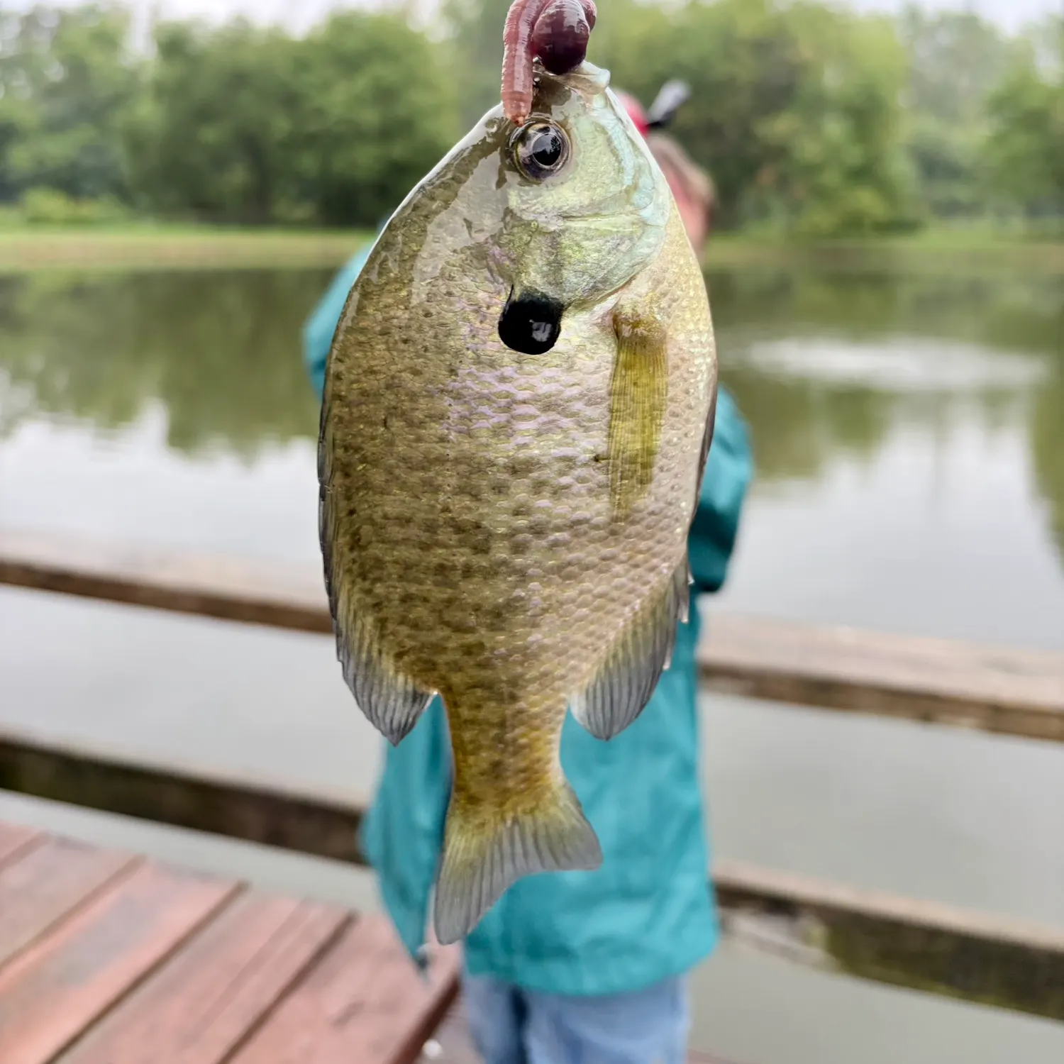 Bluegill caught on Fishbrain