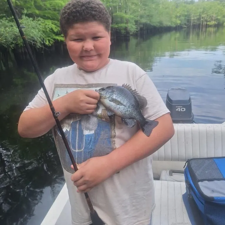 Bluegill caught on Fishbrain