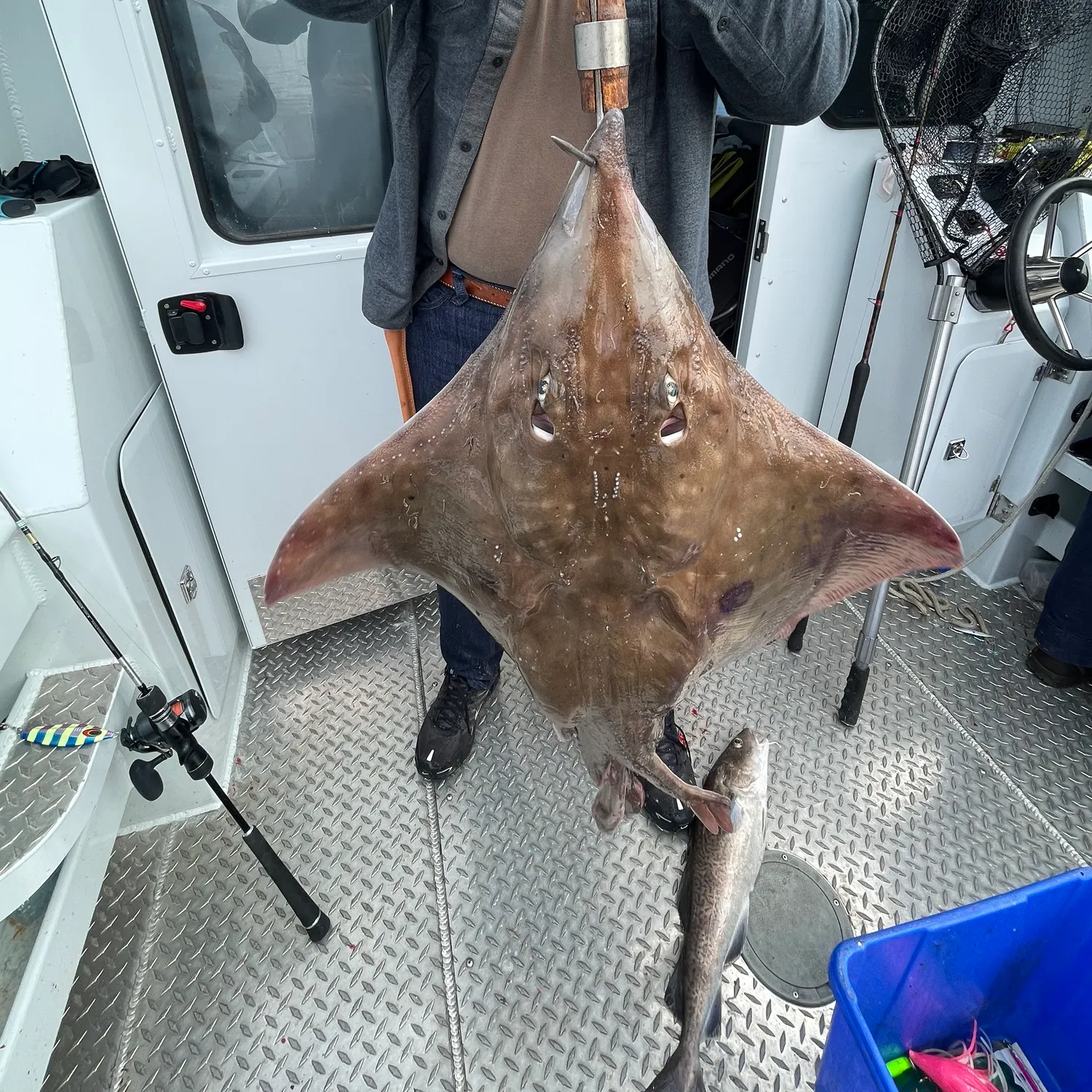 The most recent Big skate catches on Fishbrain