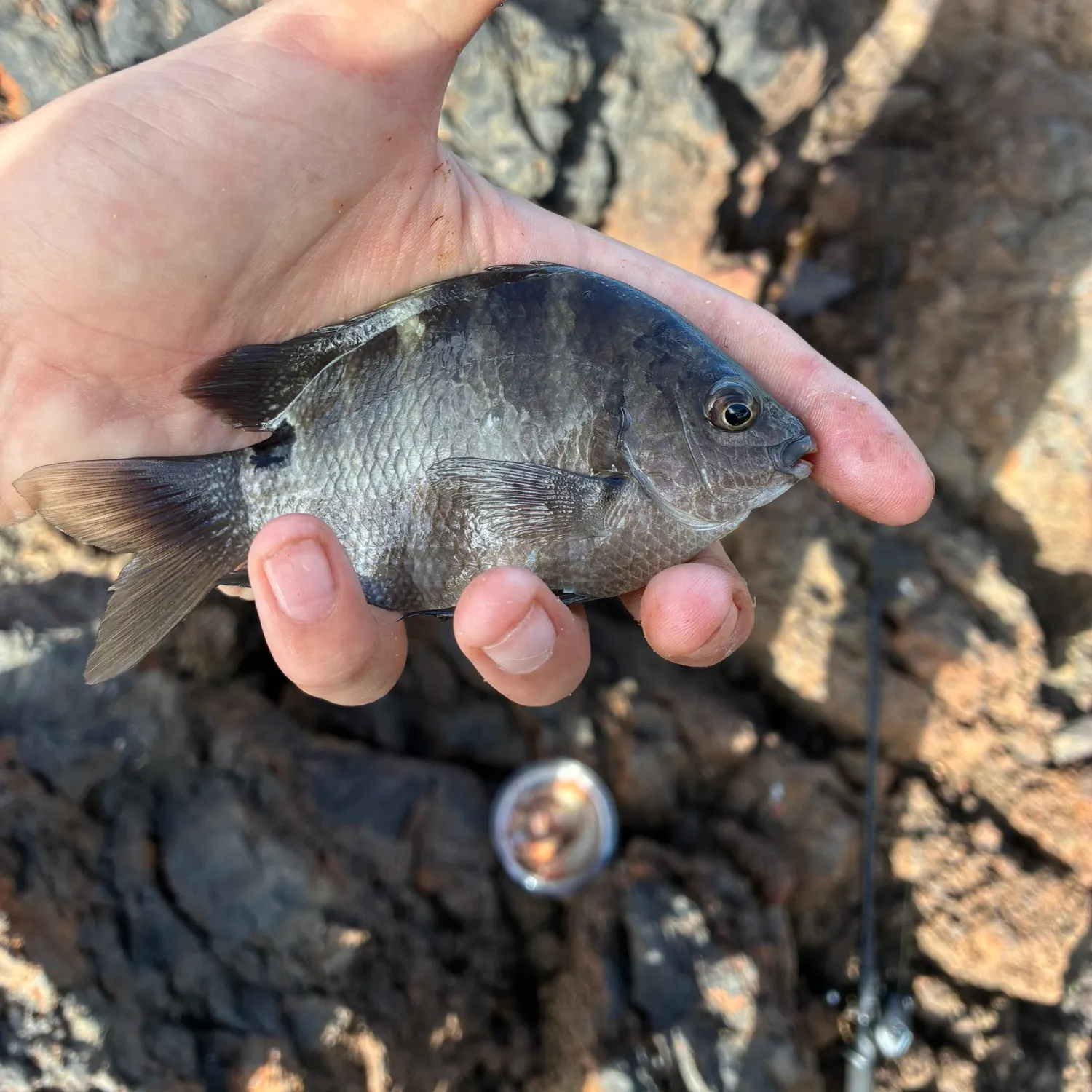 The most recent Blackspot sergeant catches on Fishbrain