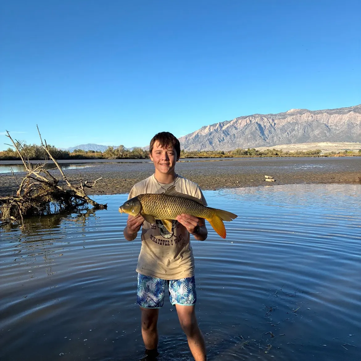 Common carp caught on Fishbrain