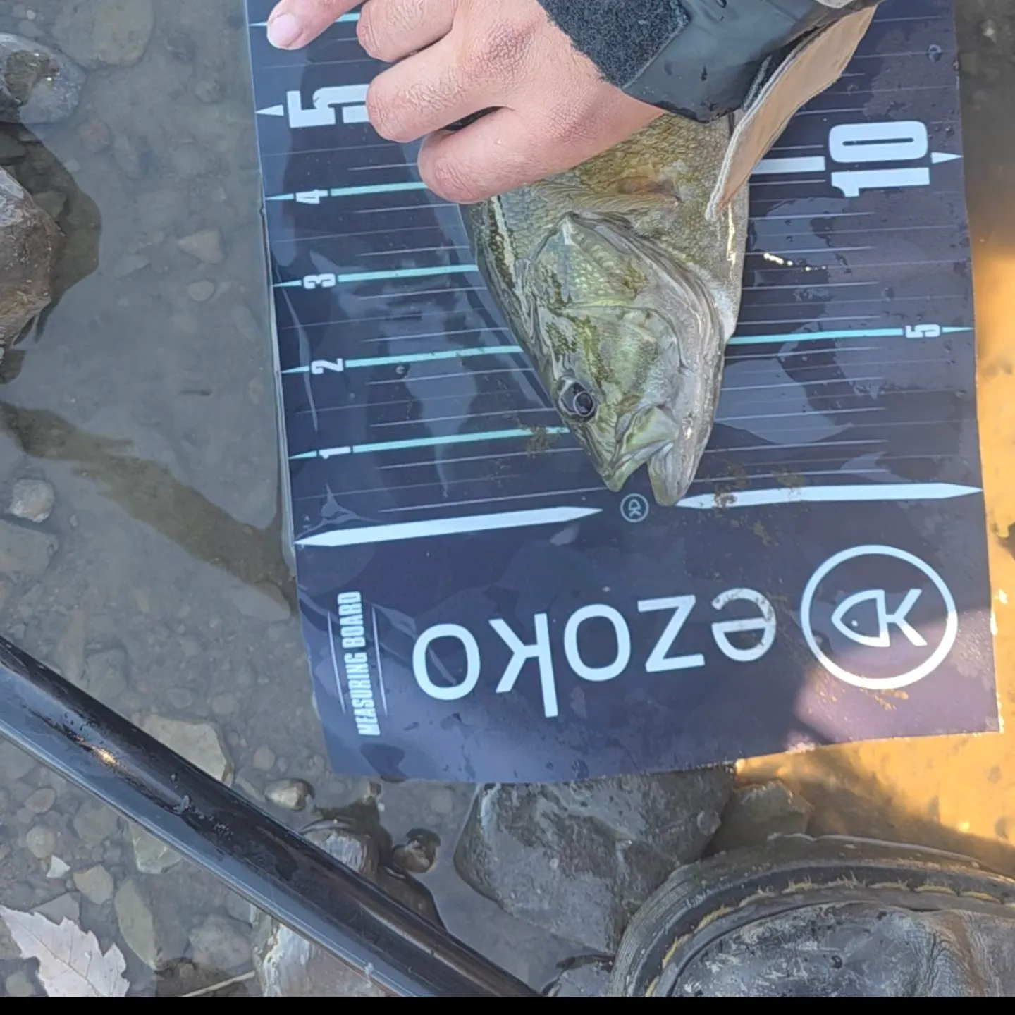 Smallmouth bass caught on Fishbrain