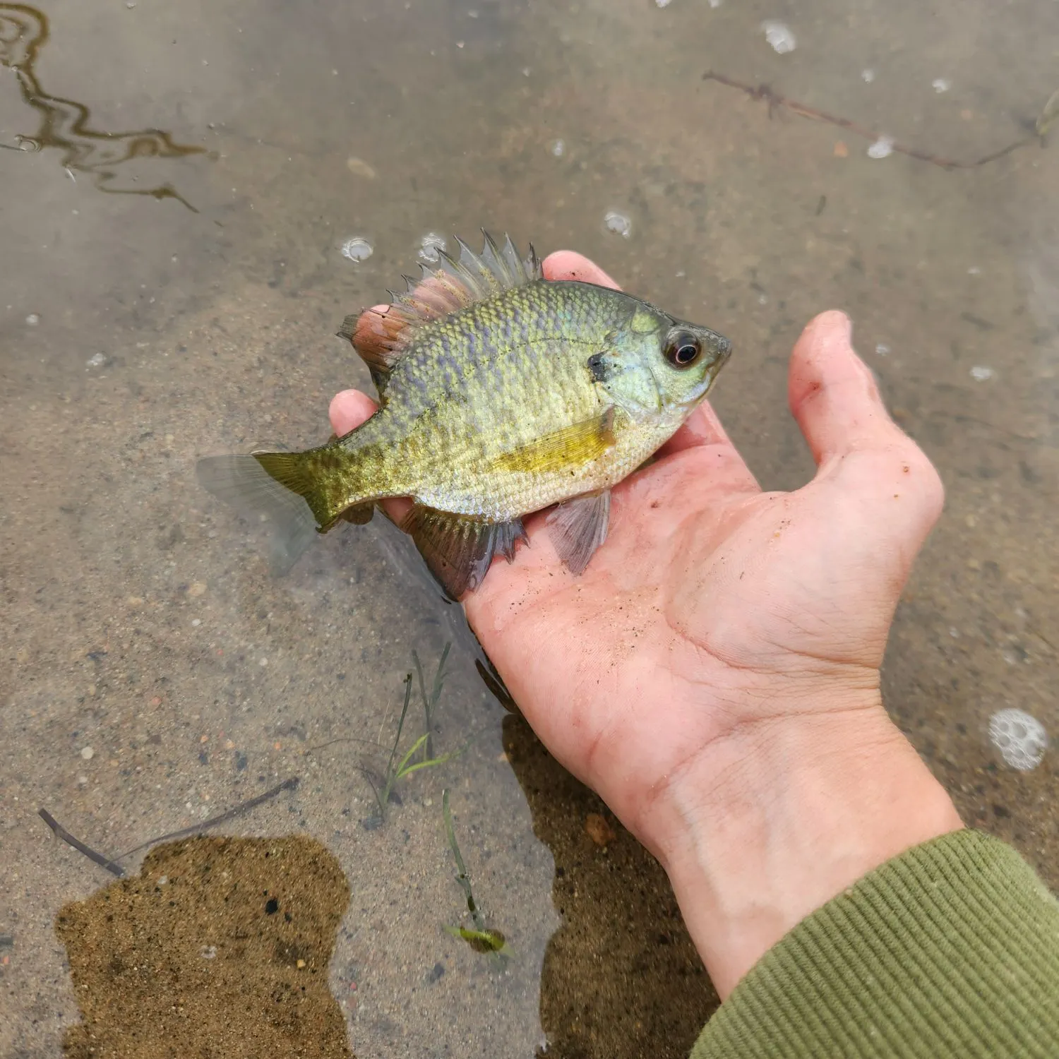 Pumpkinseed caught on Fishbrain