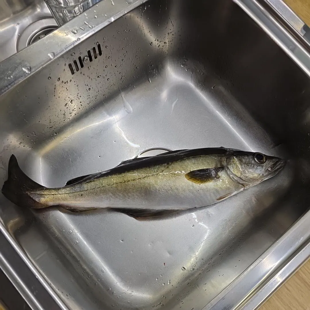 The most recent Pollack catches on Fishbrain