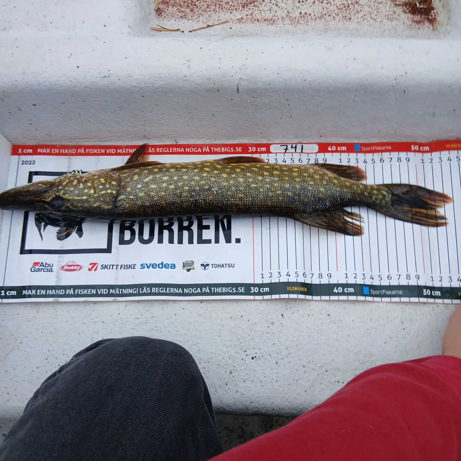 Northern pike caught on Fishbrain