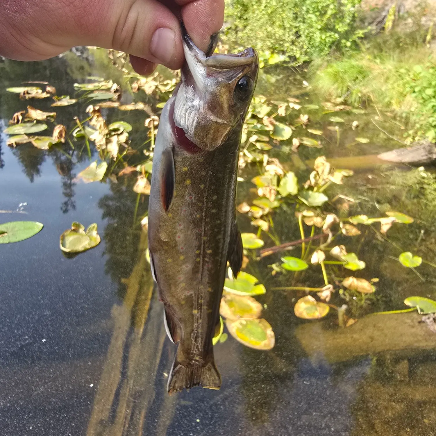 Brook trout caught on Fishbrain