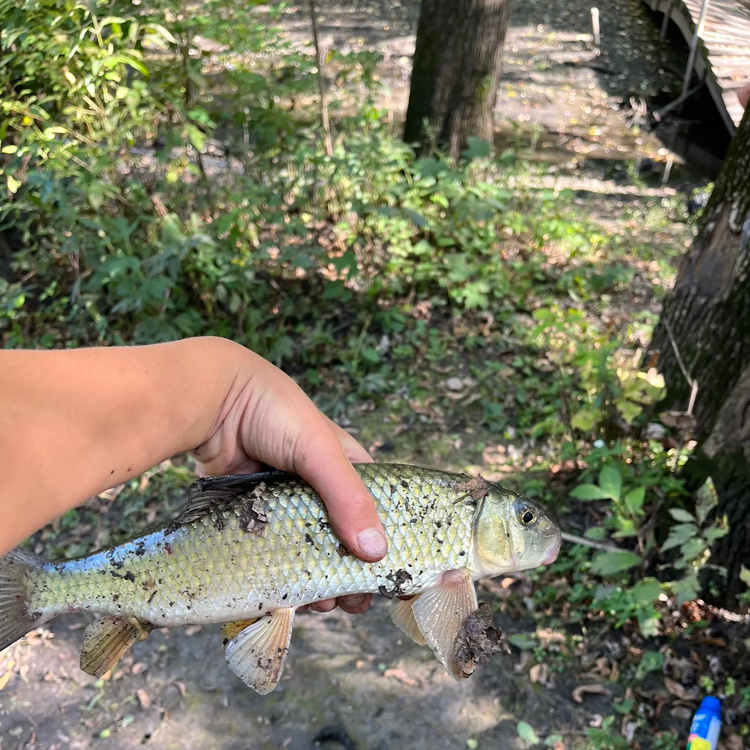 Golden redhorse caught on Fishbrain