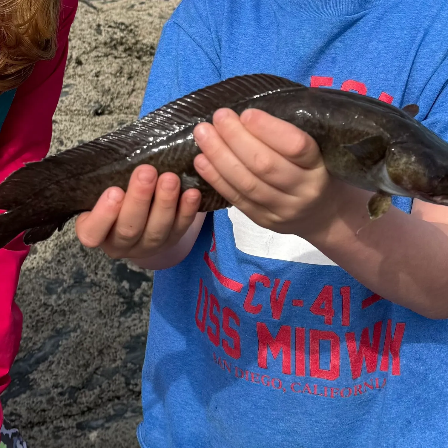 The most recent Three-bearded rockling catches on Fishbrain