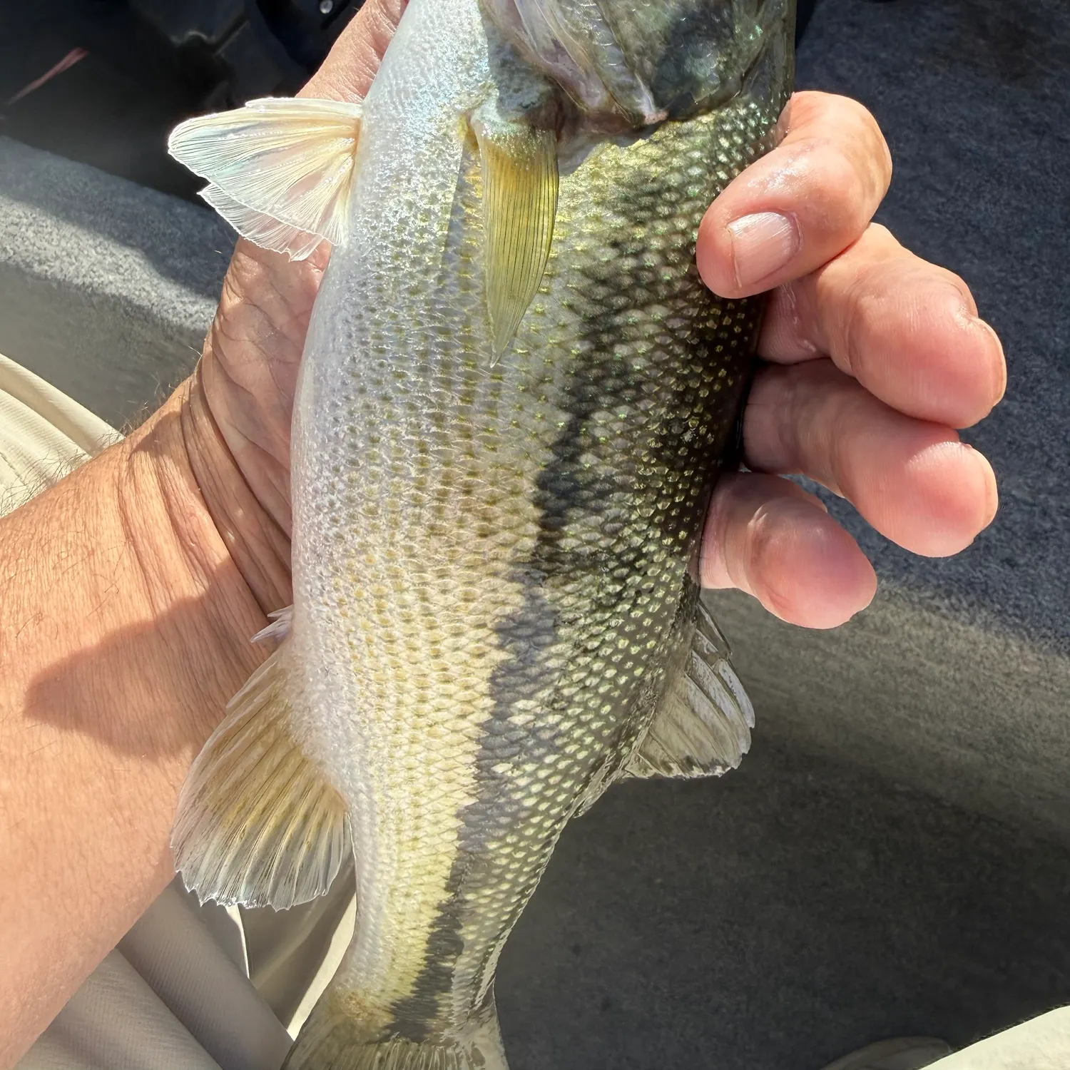 Spotted bass caught on Fishbrain