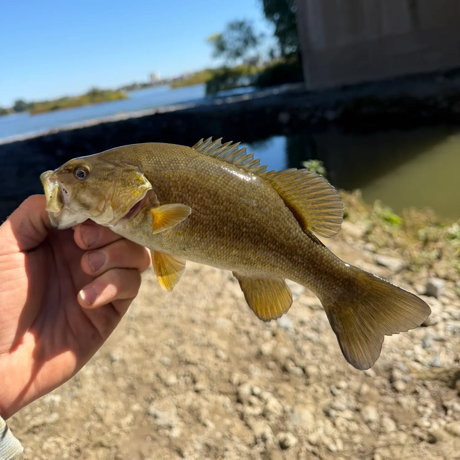 Smallmouth bass caught on Fishbrain