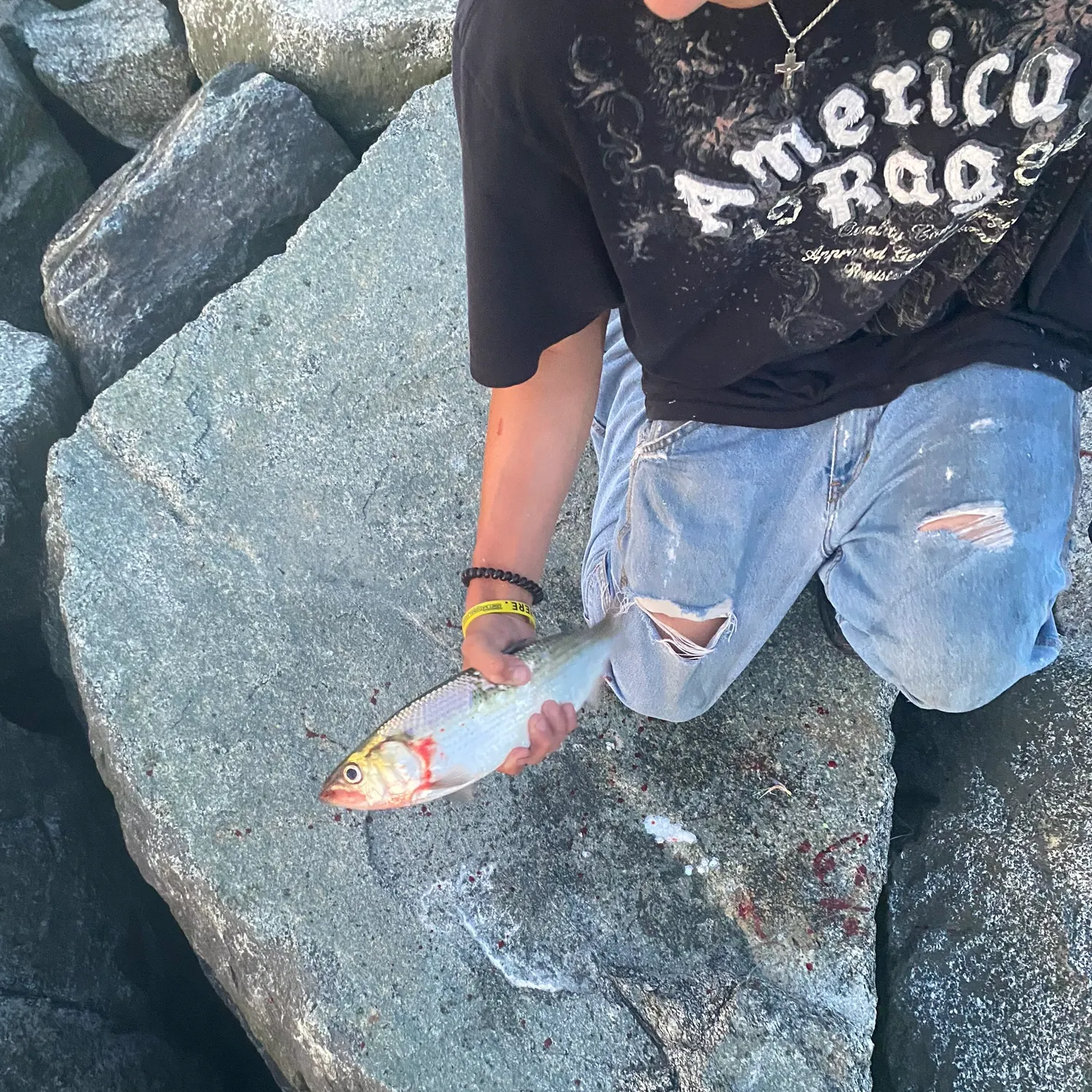 The most recent Vimba bream catches on Fishbrain