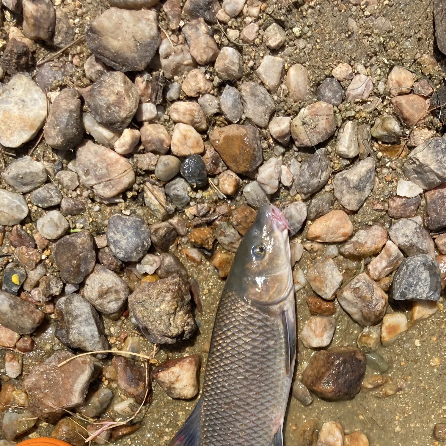 Common barbel caught on Fishbrain