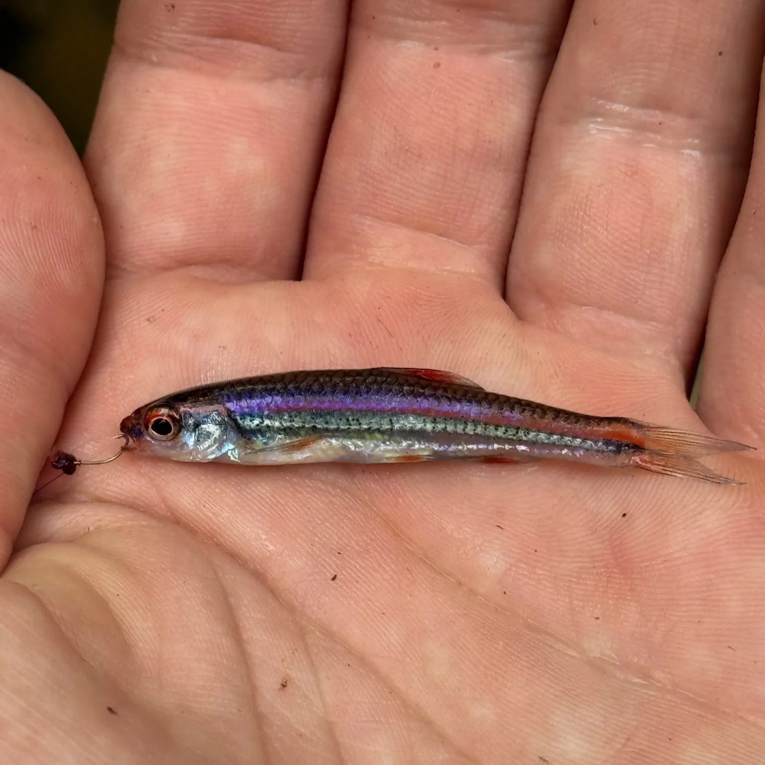 The most recent Rainbow shiner catches on Fishbrain
