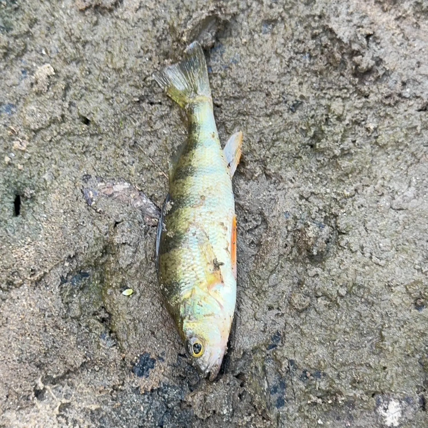 Yellow perch caught on Fishbrain