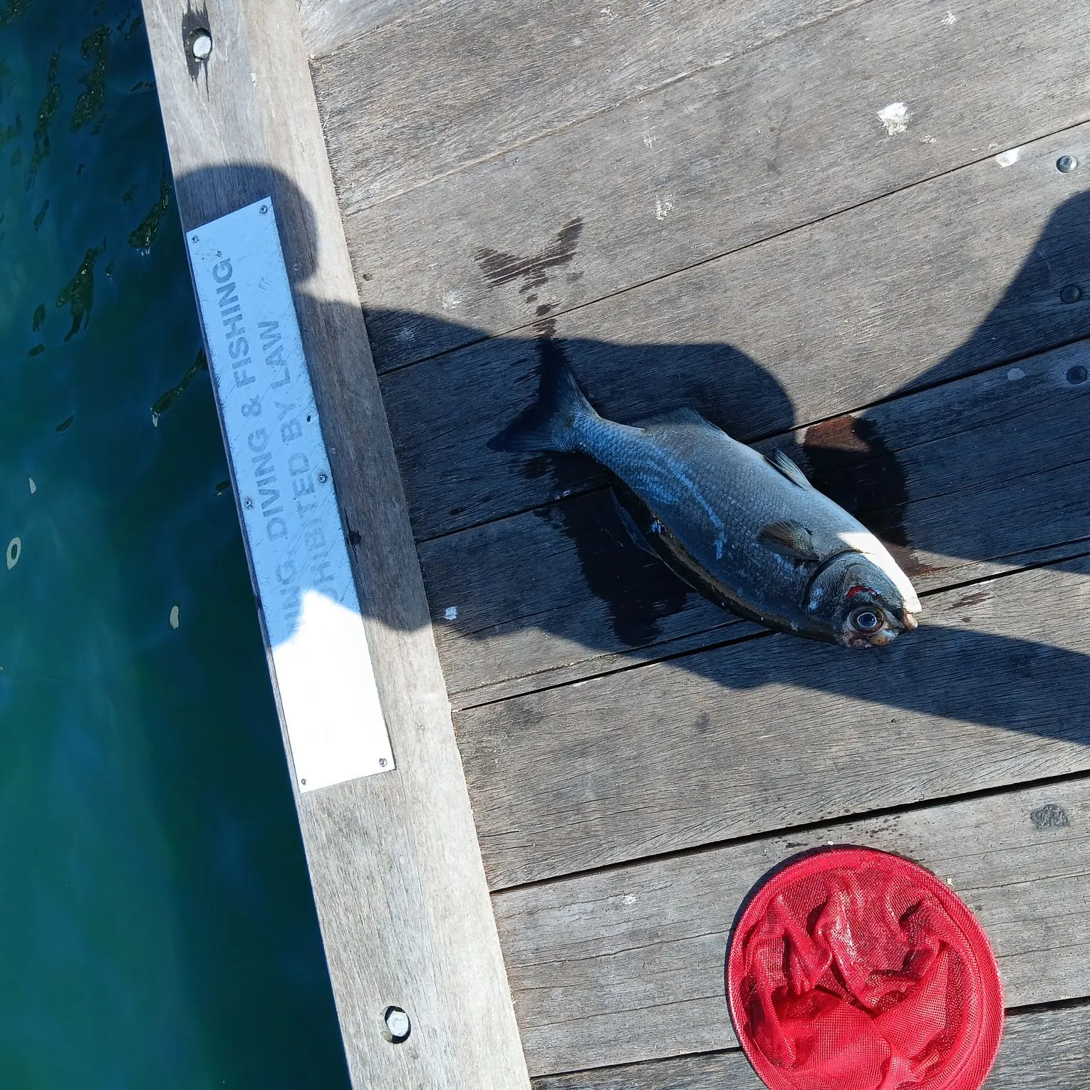 The most recent Poenskop seabream catches on Fishbrain