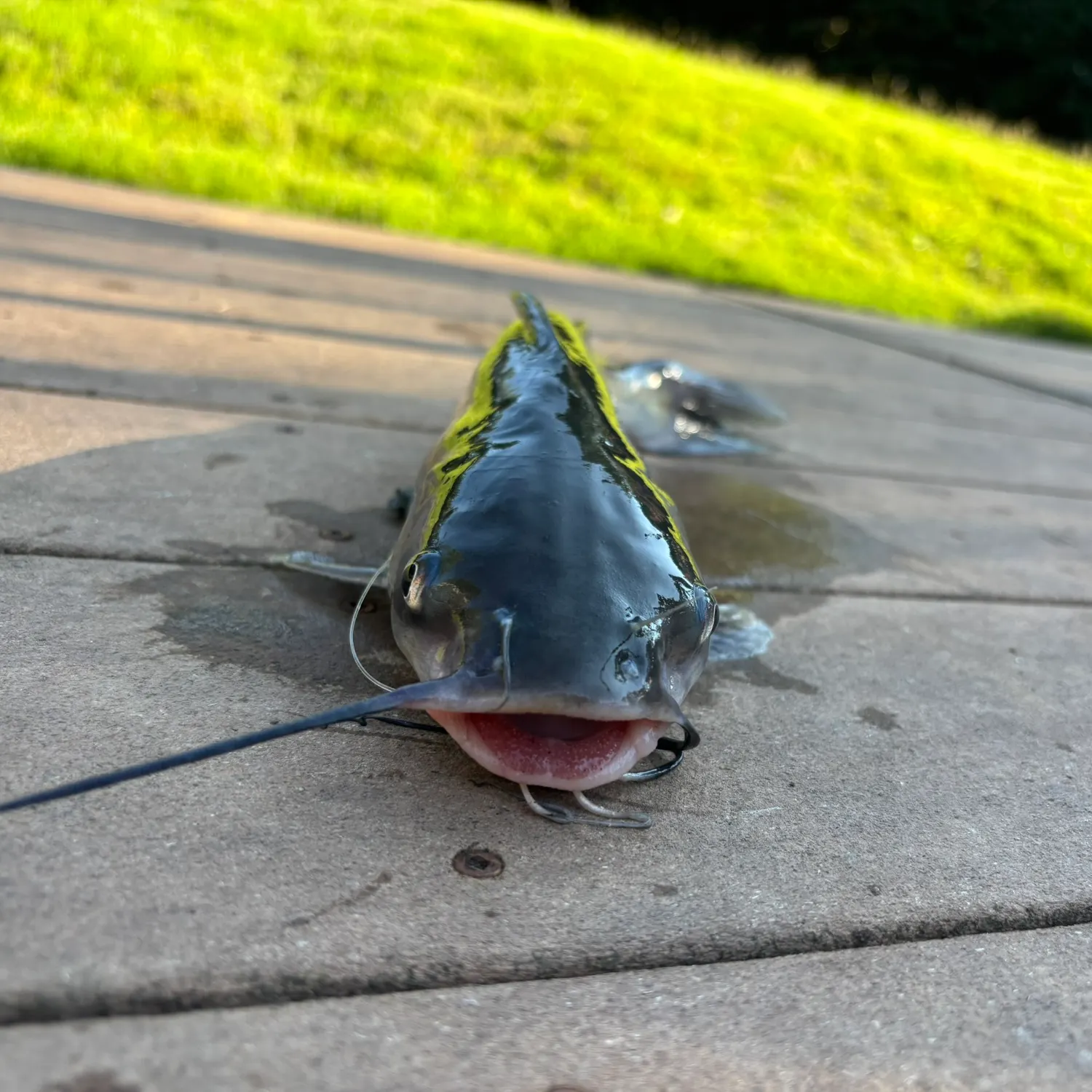 Channel catfish caught on Fishbrain