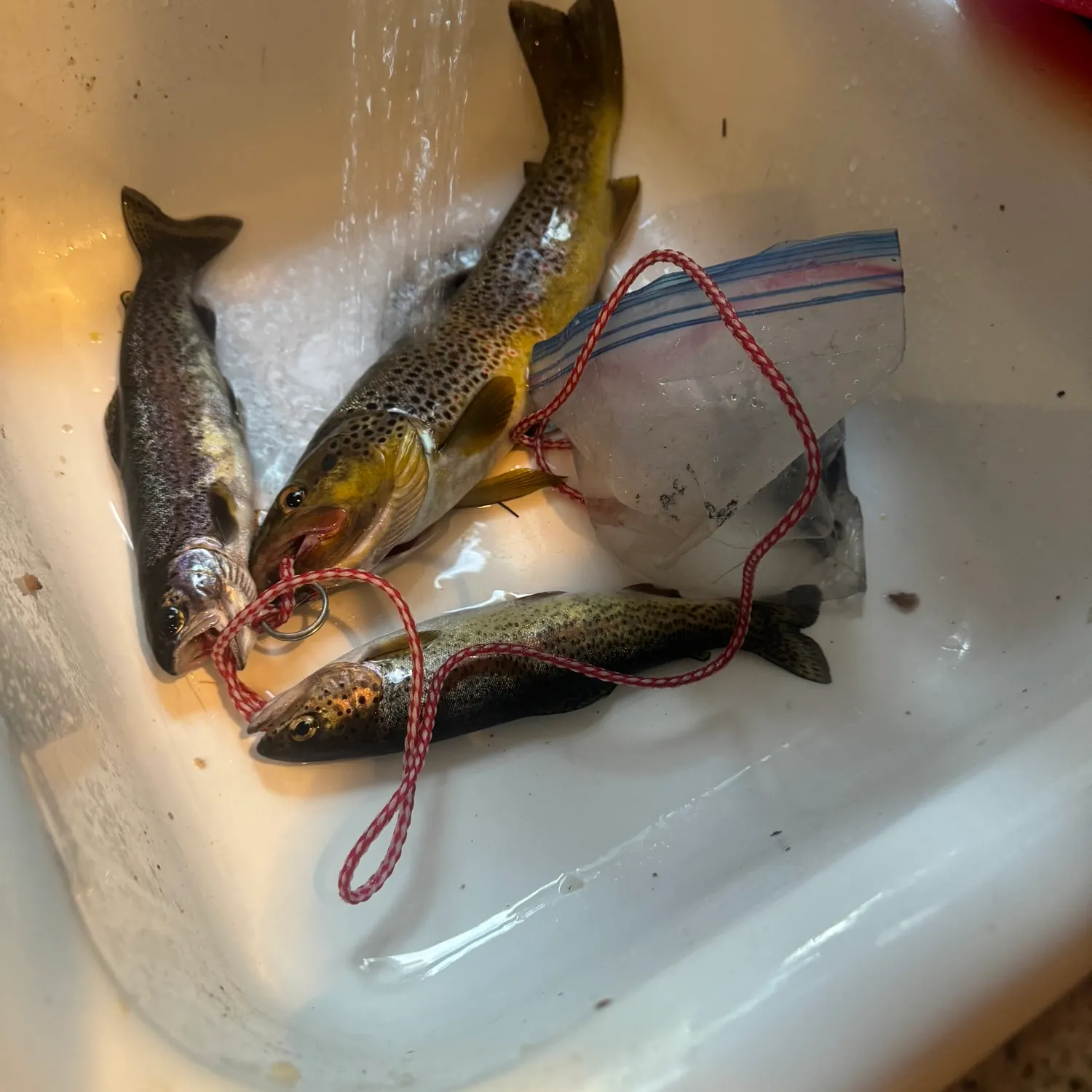 recently logged catches