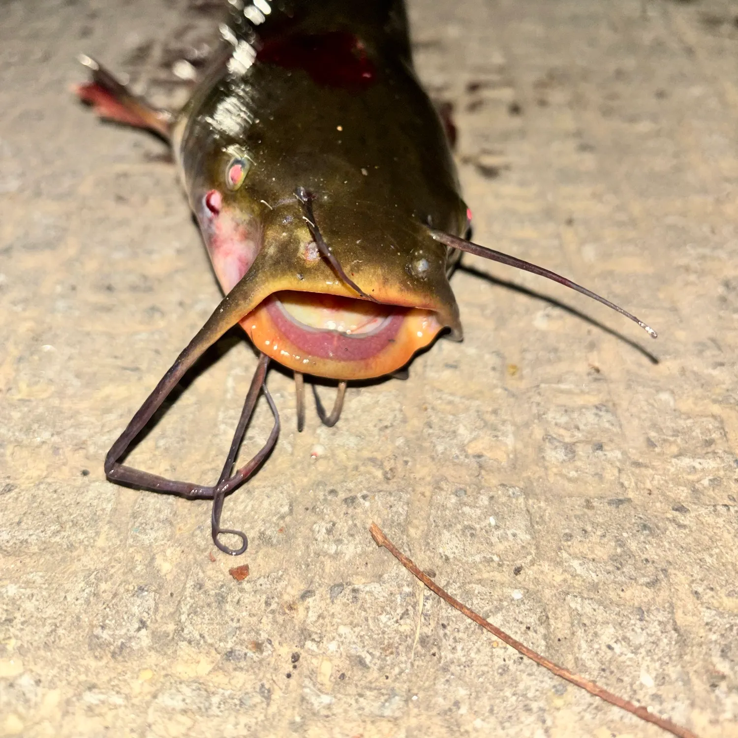 catch