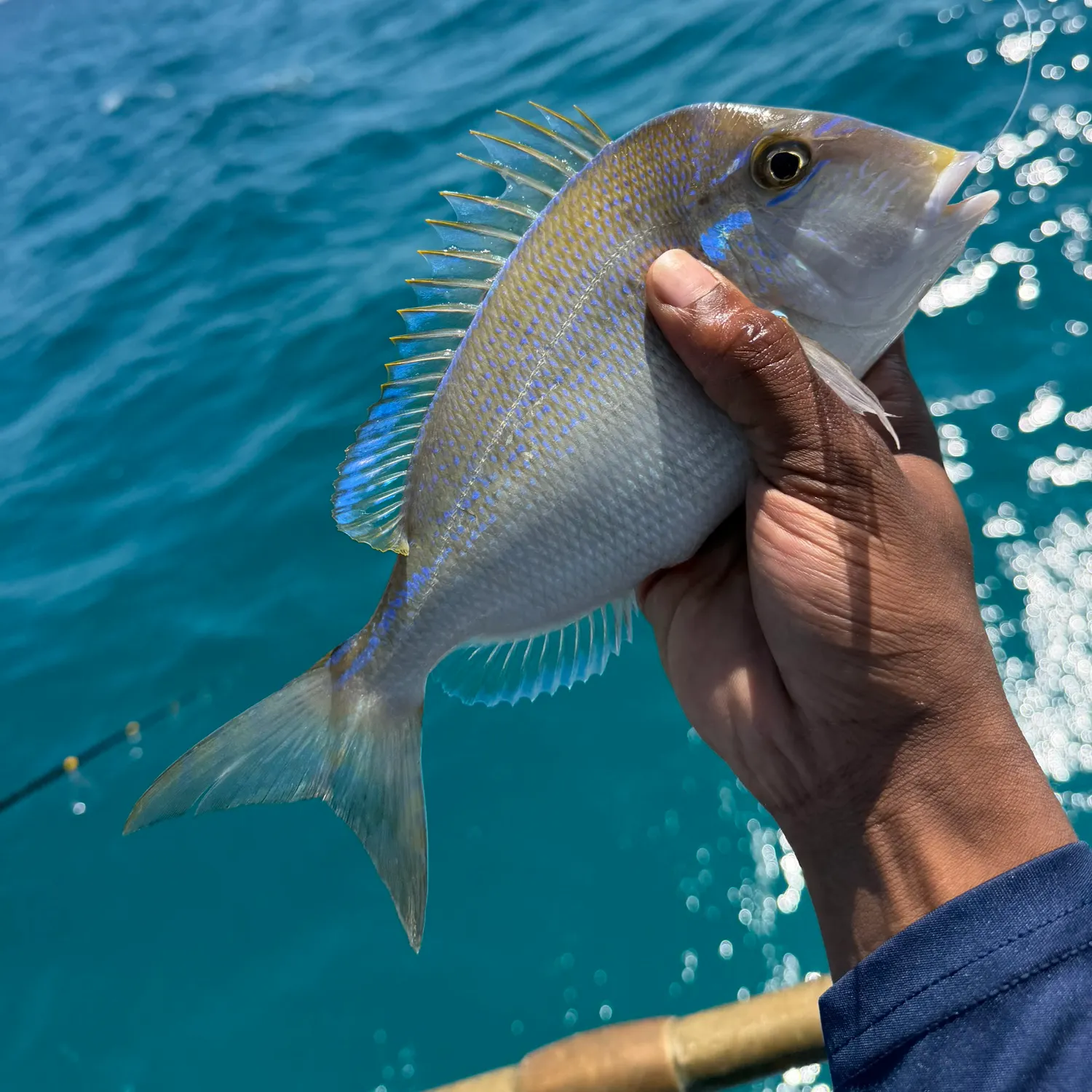 The most recent Littlehead Porgy catches on Fishbrain