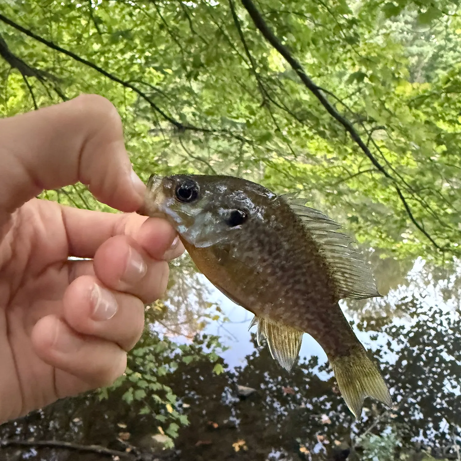 Greengill hybrid caught on Fishbrain