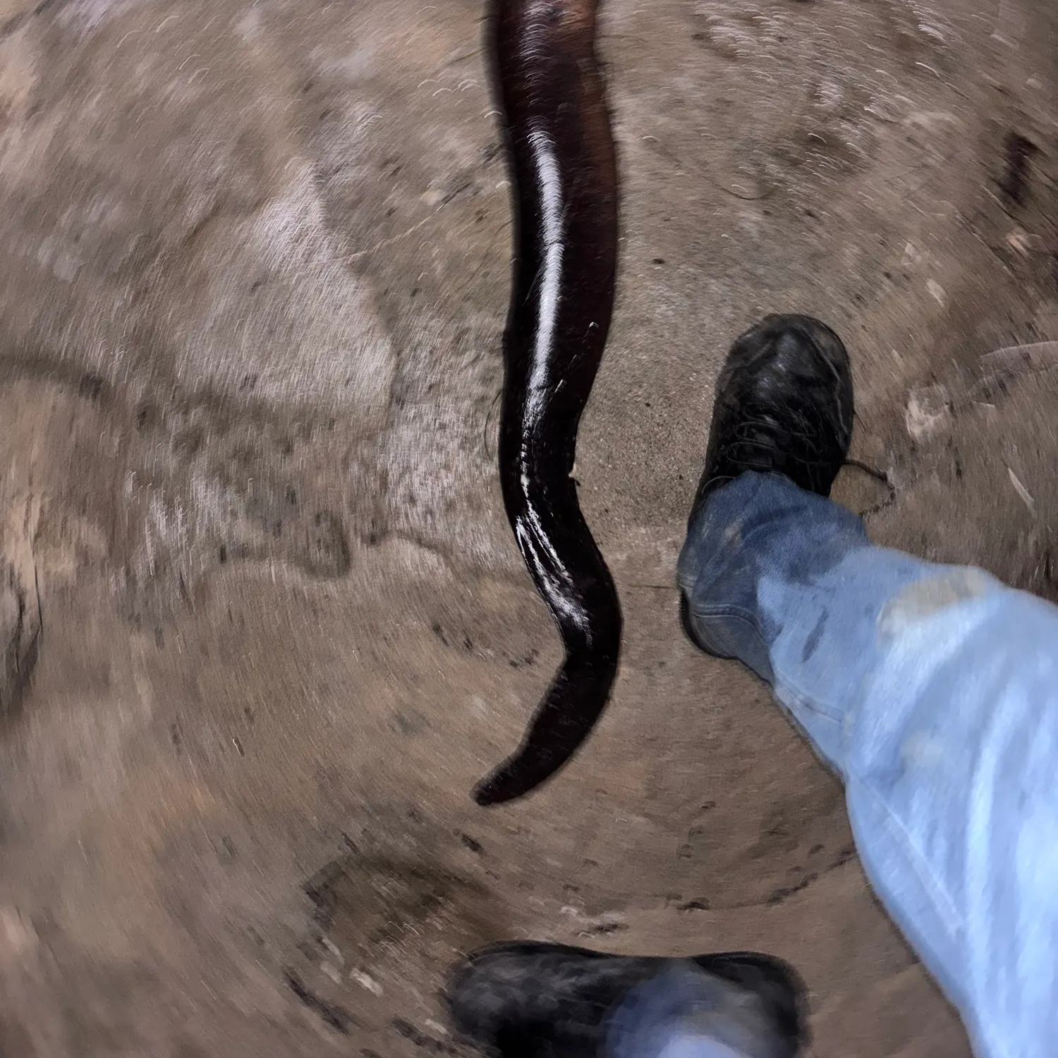 The most recent California moray catches on Fishbrain