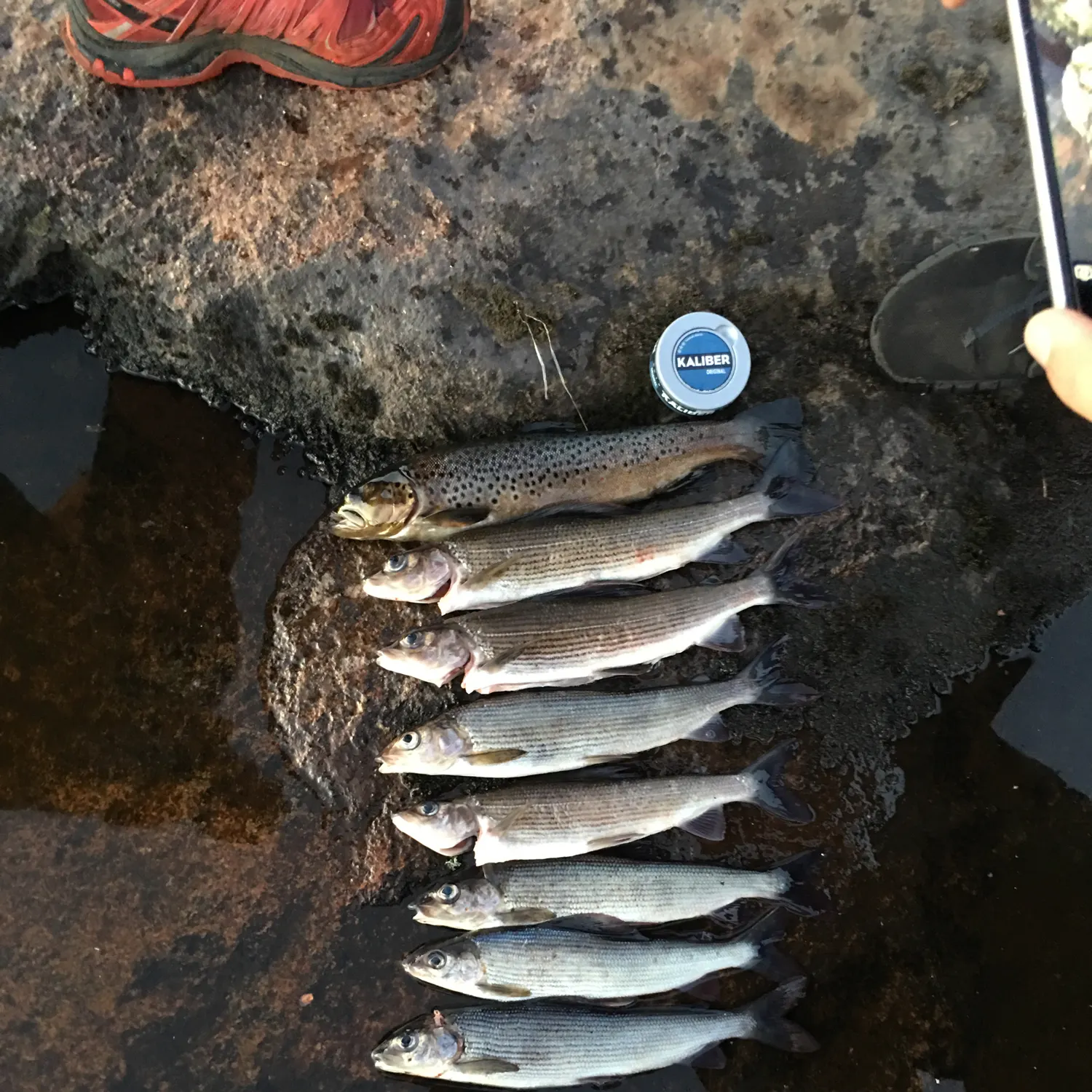 recently logged catches