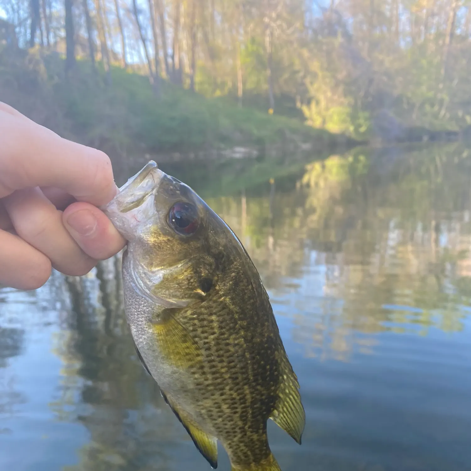 The most recent Rock bass catches on Fishbrain