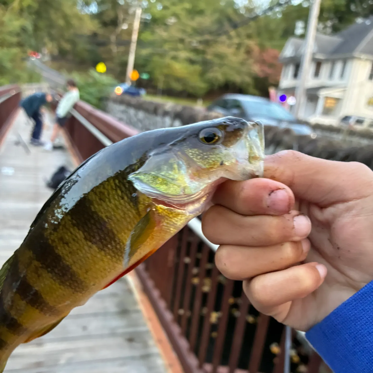 Yellow perch caught on Fishbrain