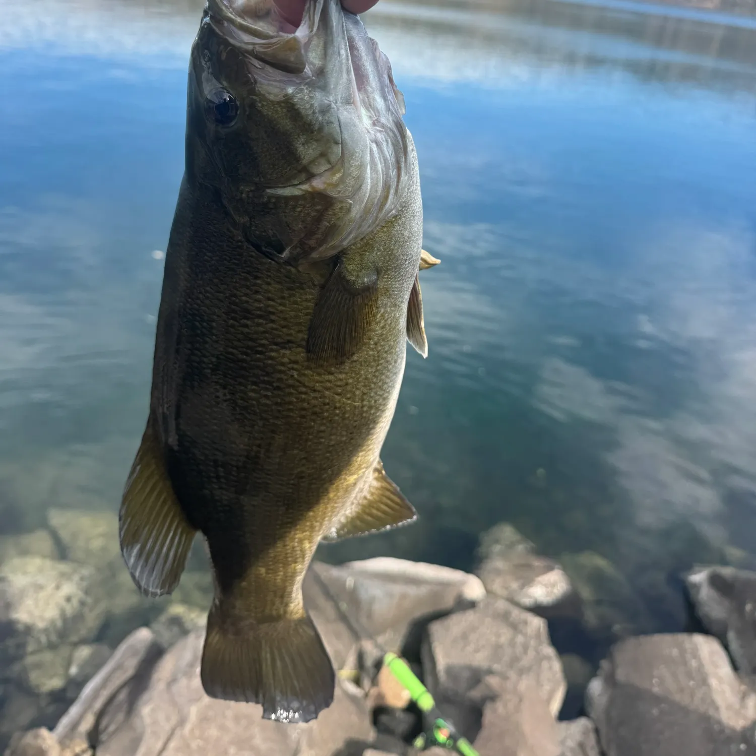 Smallmouth bass caught on Fishbrain