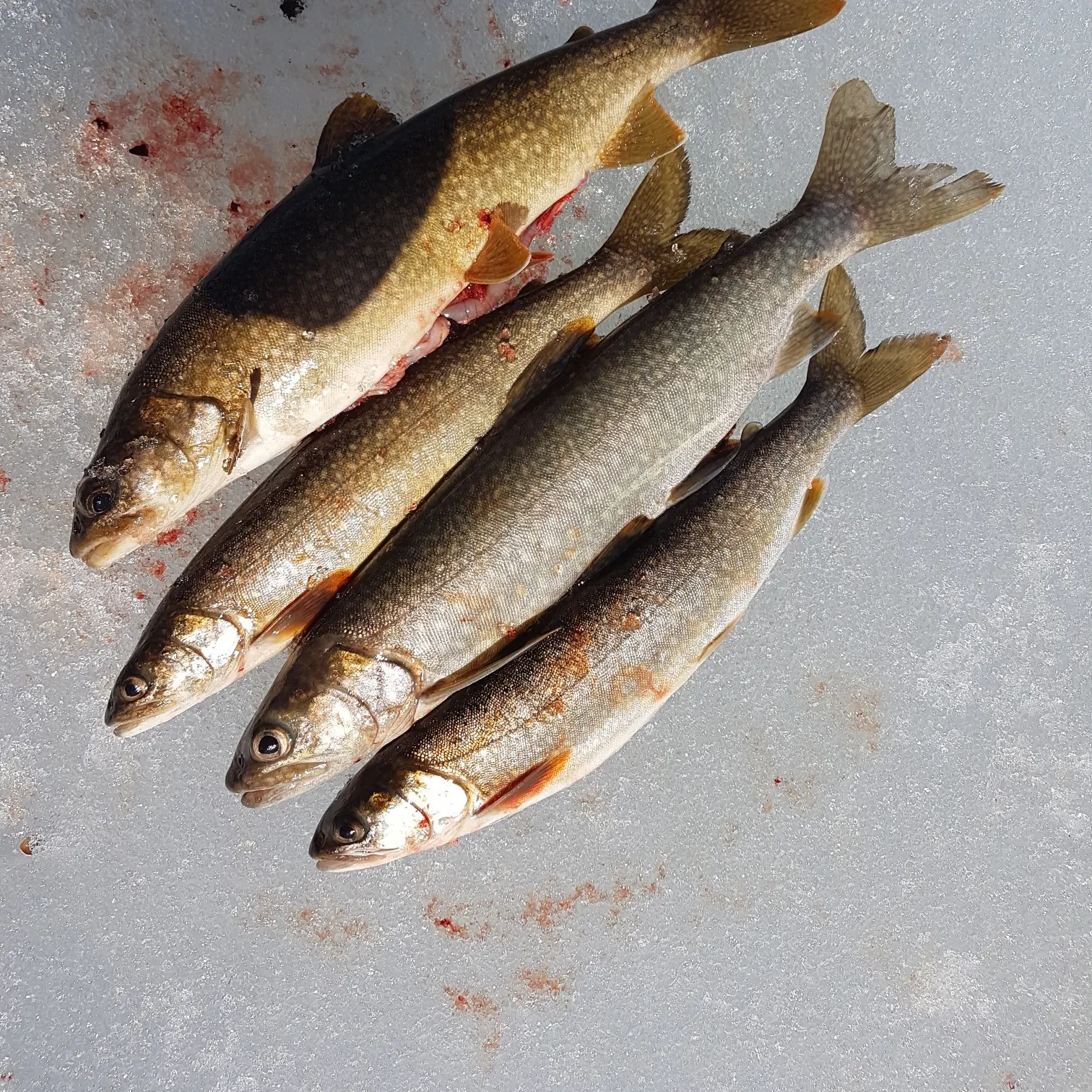 recently logged catches